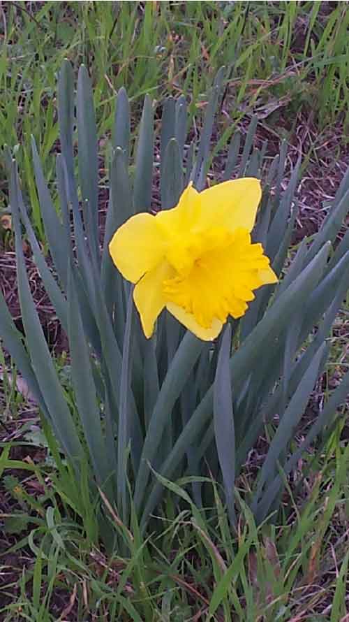 Blooming Daffodil